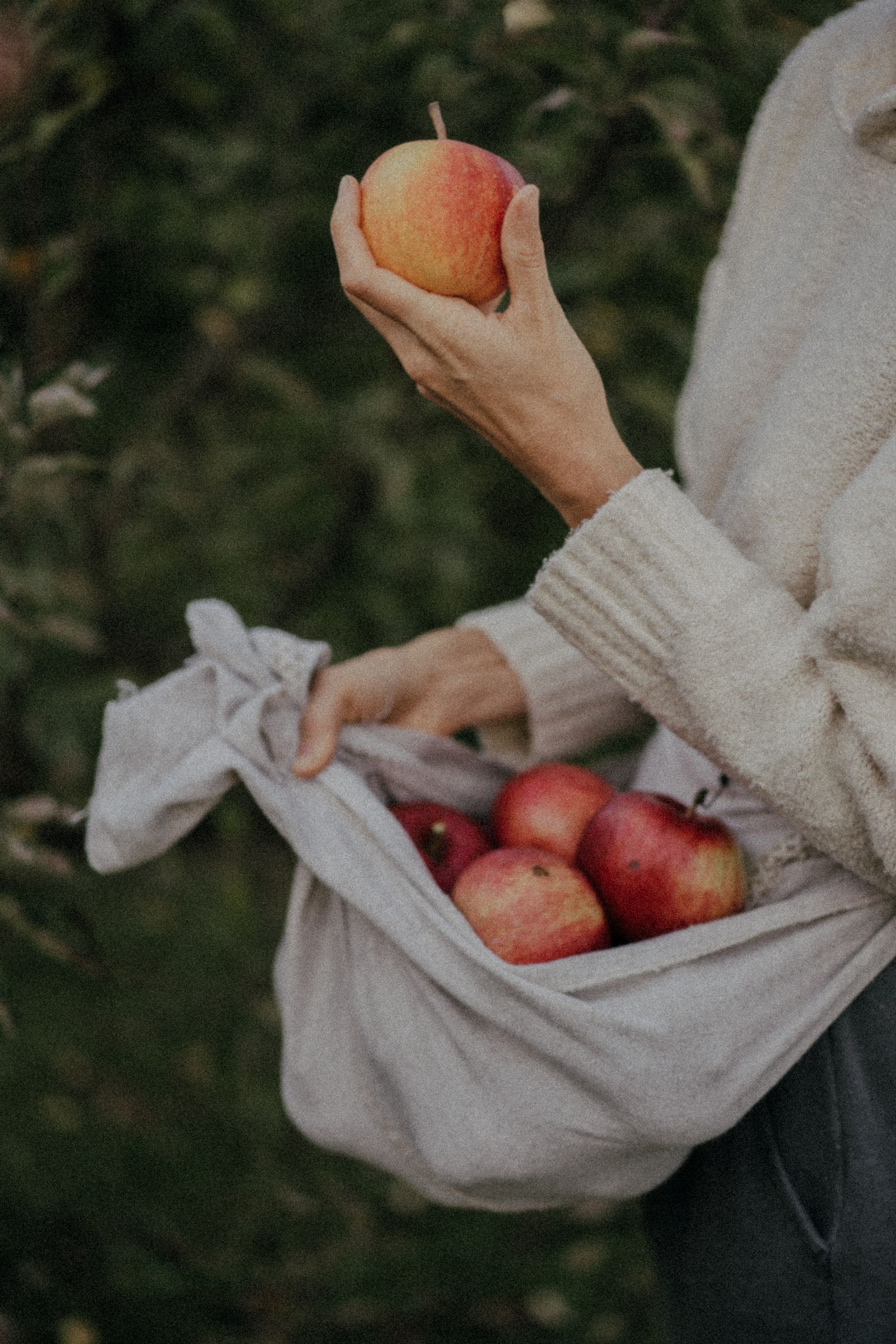A visitor collecting apples on a sunny fall day at the farm
