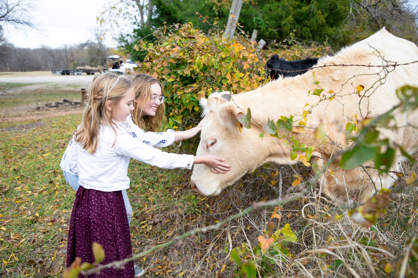 Two girls petting a cow on a sunny day at the farm