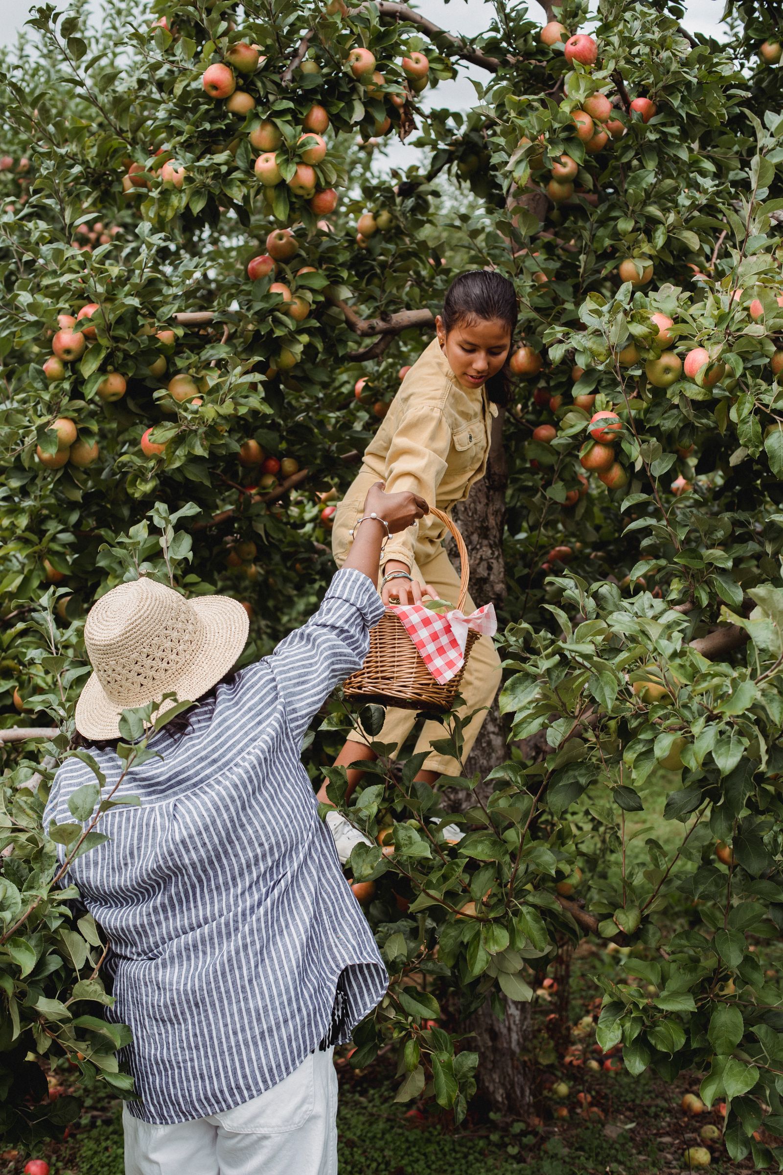 A teen harvesting apples alongside her mother at the orchard