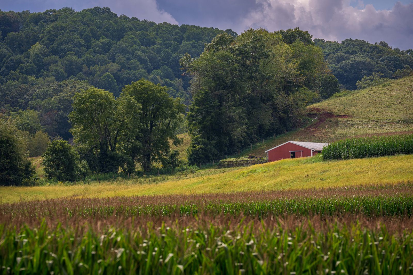 A classic red barn among green fields on an American family farm