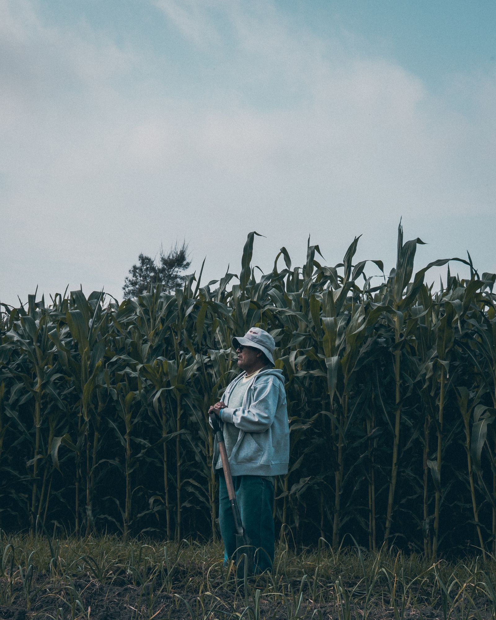 An American farmer standing by his field of corn at the end of the day