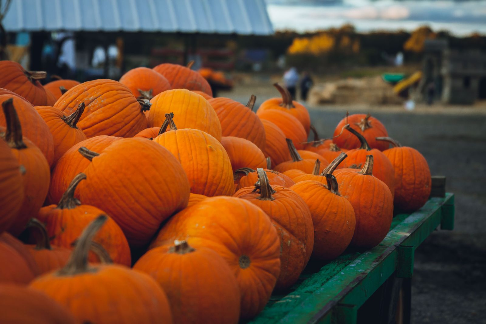 Bright orange pumpkins on display at a pumpkin patch